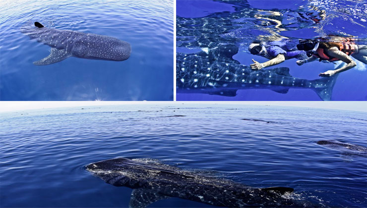tiburon ballena